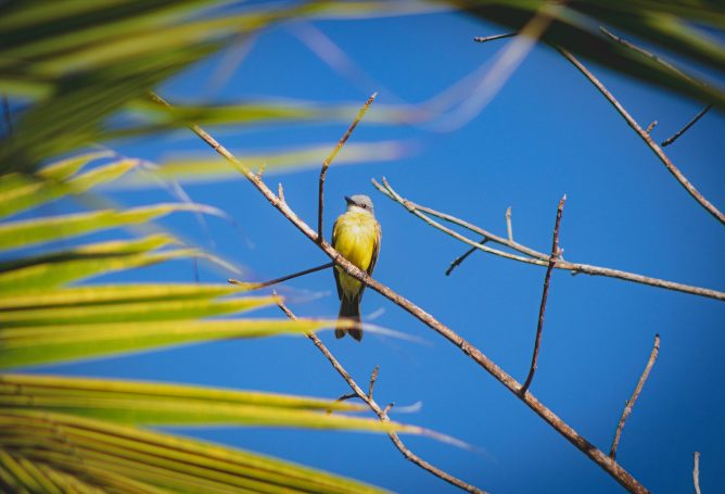 A yellow bird perched on a branch against a clear blue sky and palm leaves.